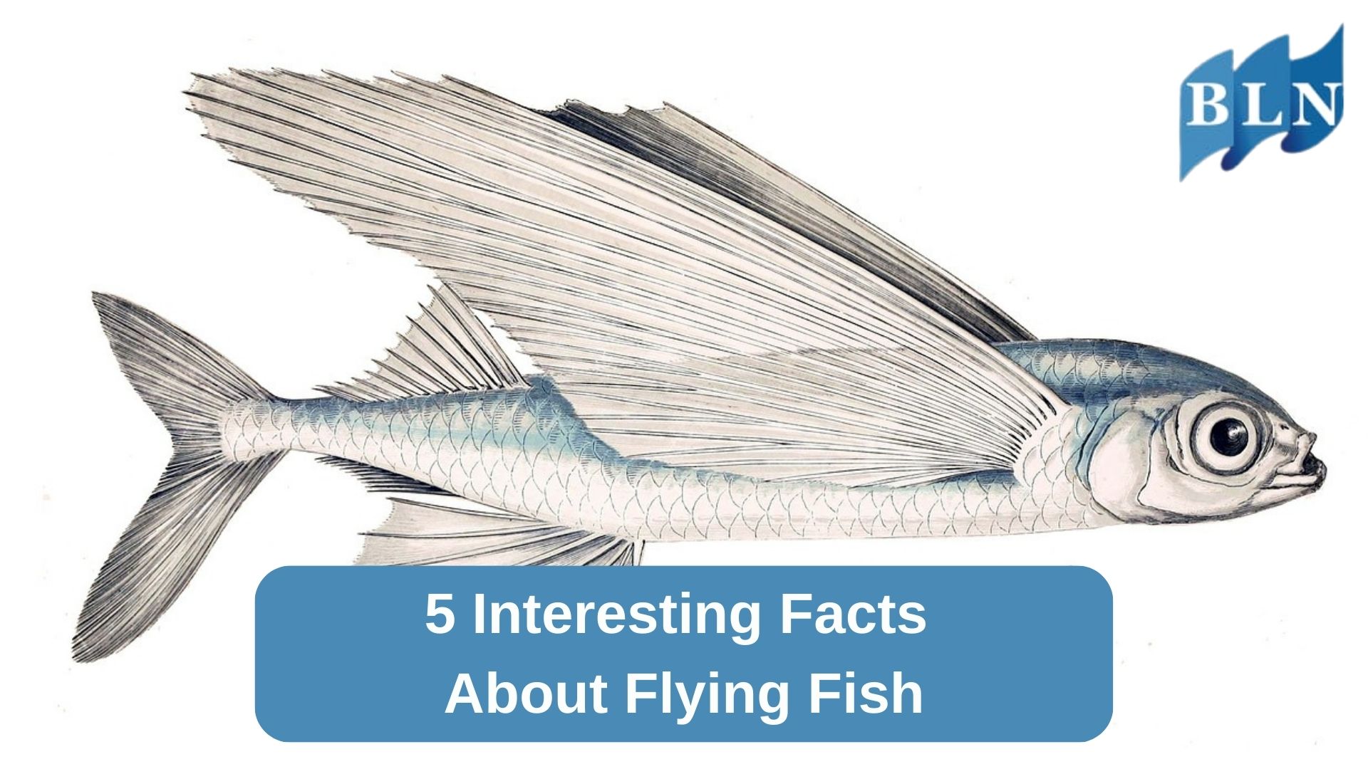 5 Interesting Facts About Flying Fish